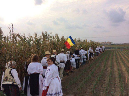 Culesul porumbului 1 [640x480]