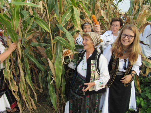 Culesul porumbului 5 [640x480]