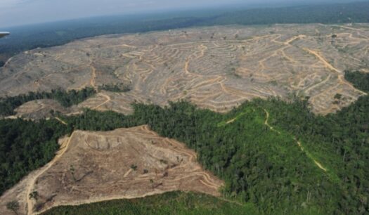 padure-defrisata [640x480]