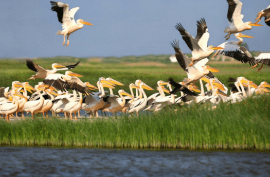 delta_dunarii-640x480